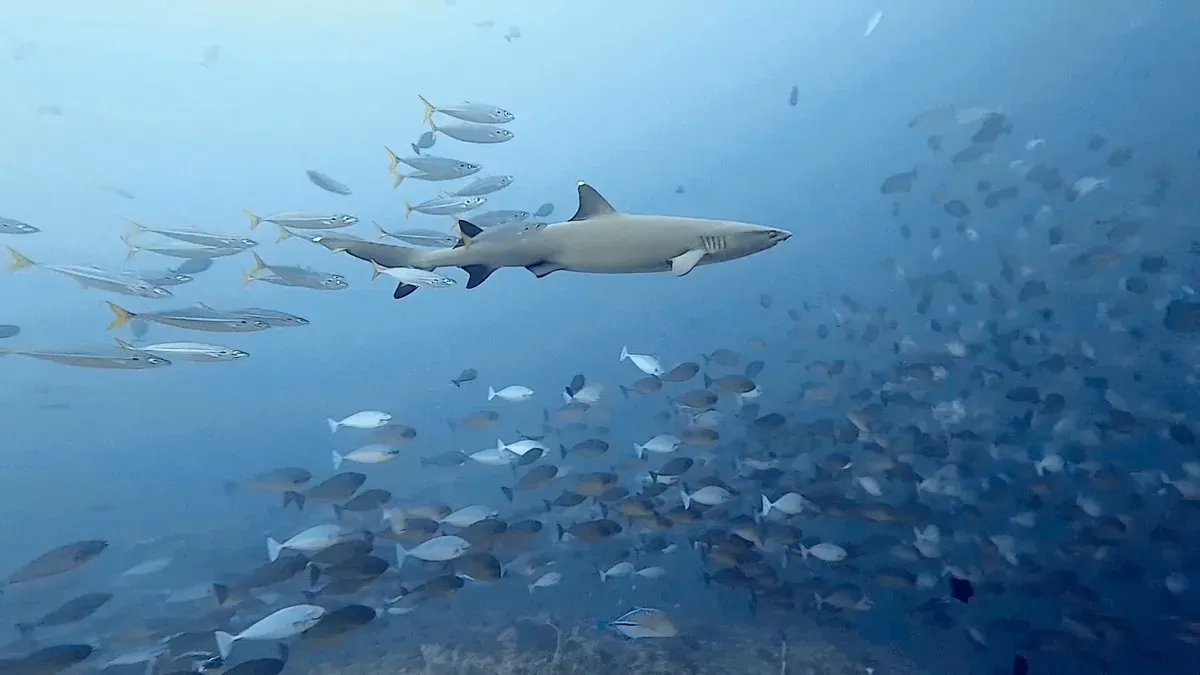 Cuttlefish underwater