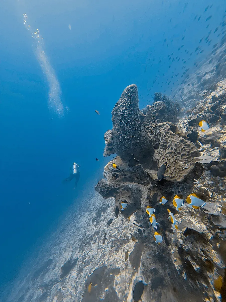 Coral reef with tropical fish
