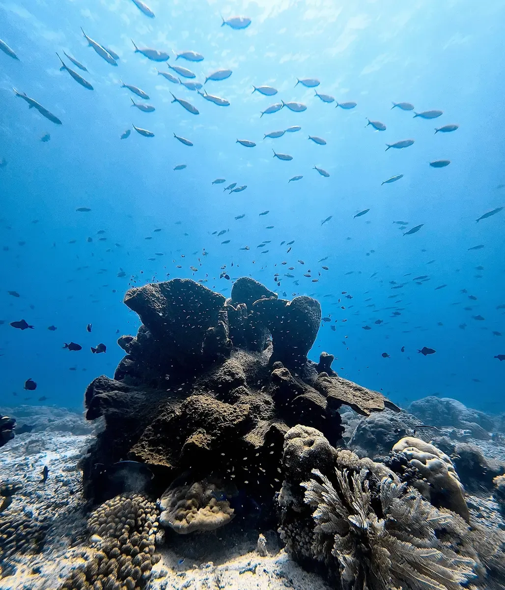 Coral reef formation with fish