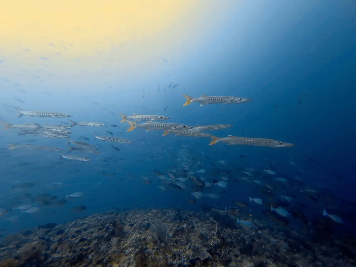 School of barracudas underwater