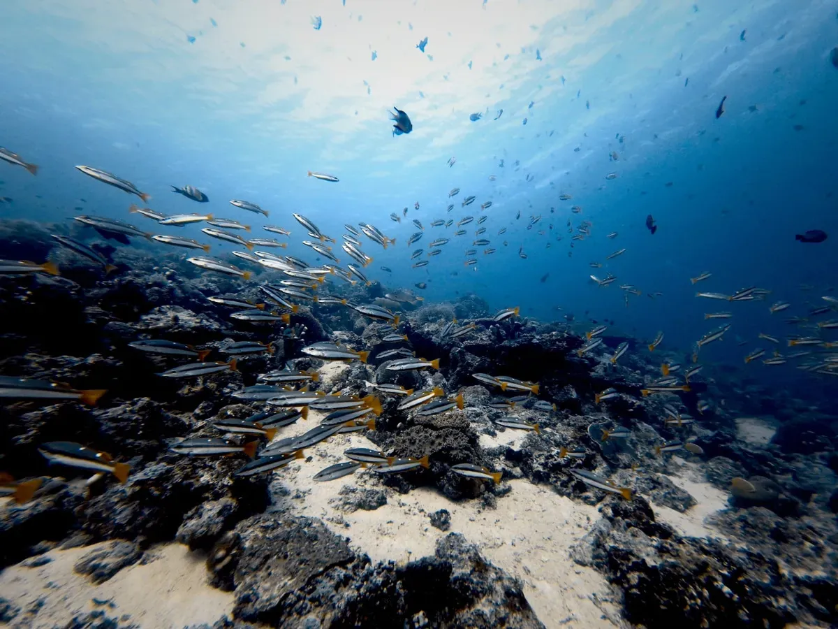Clear water with schools of fish