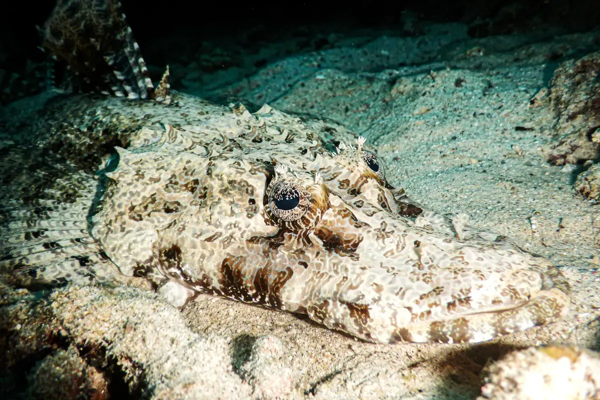 Crocodile flathead fish camouflaged on sand