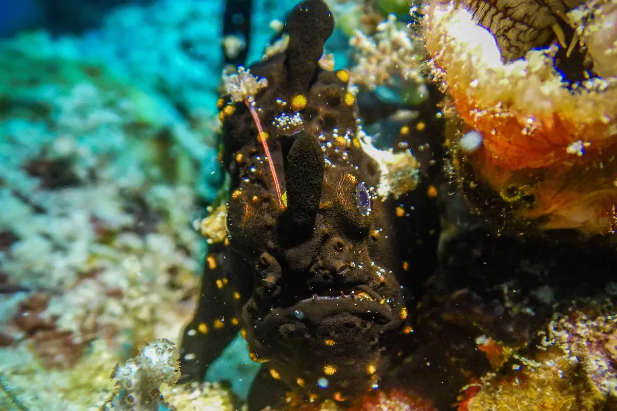 Frogfish camouflaged on coral