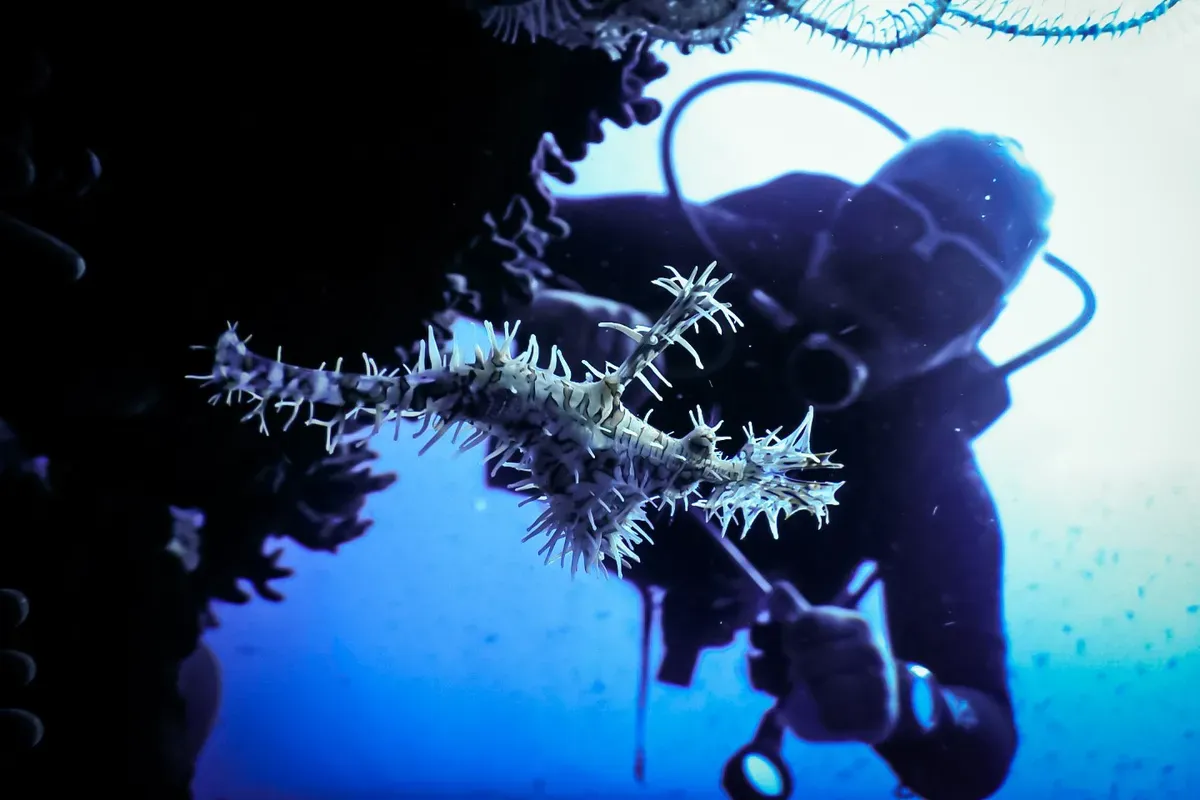 Ghost pipefish with diver underwater