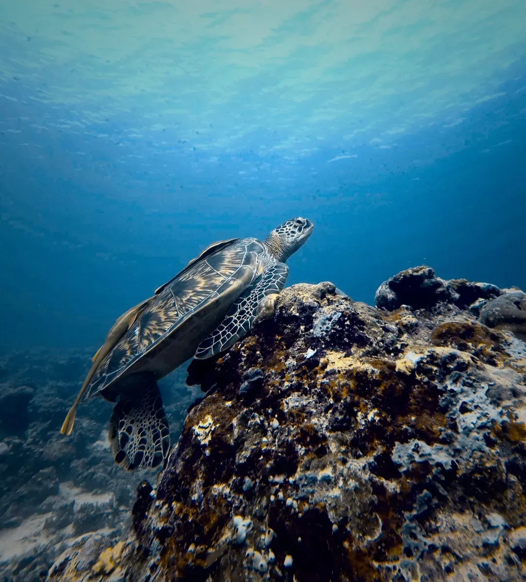 Sea turtle on coral reef