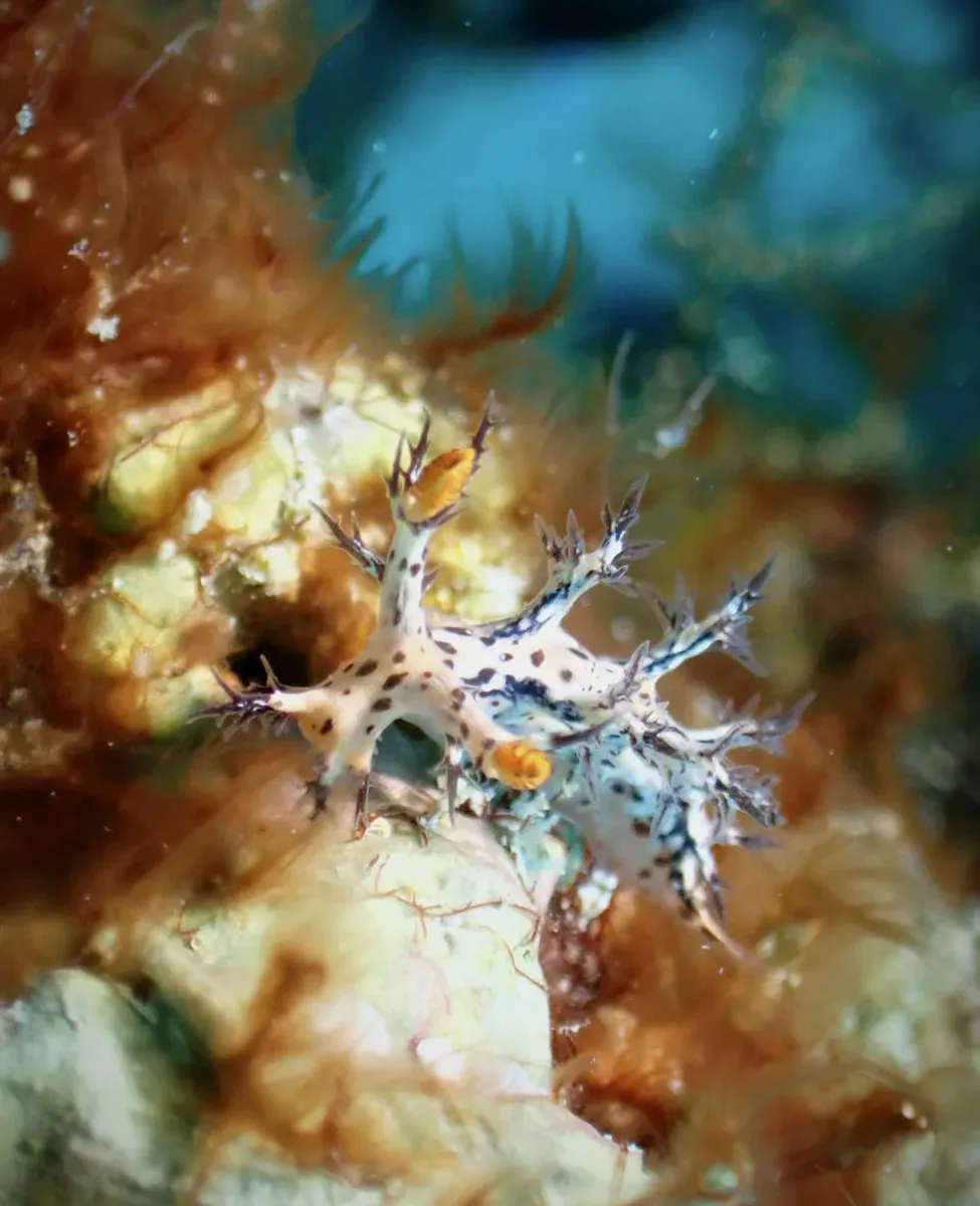 Colorful nudibranch on coral