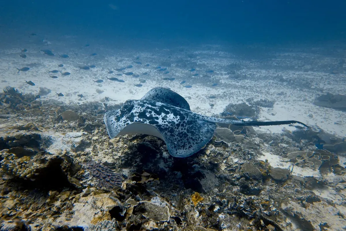 Marble ray on sandy bottom