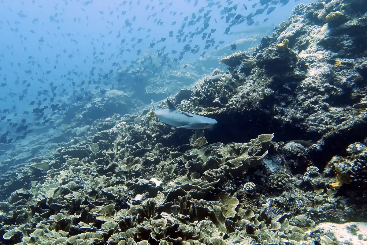 Shark on coral reef